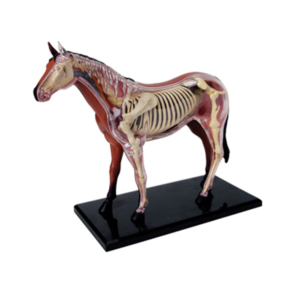 Science Toys Diy - Modelo de anatomía de órganos animales,