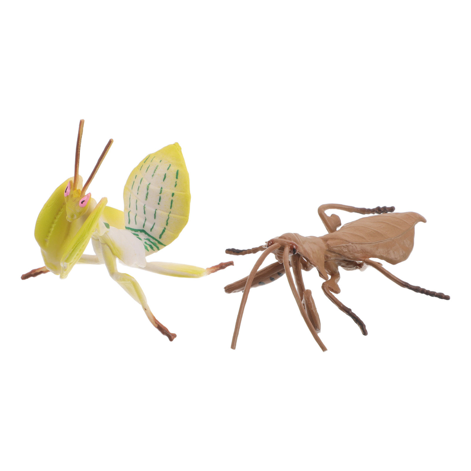 Modelos realistas de mantis re - Science Project reseña y precio